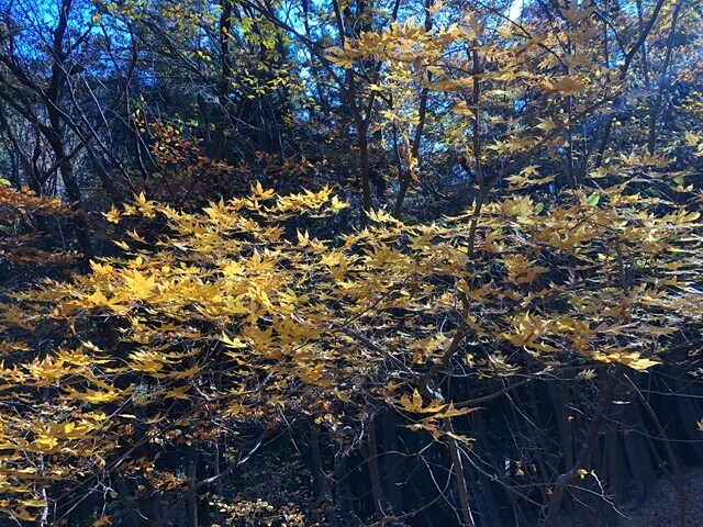 大志戸木の実の里森林公園の紅葉 