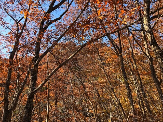 源次郎岳から紅葉祭りの中をバリエーションルート