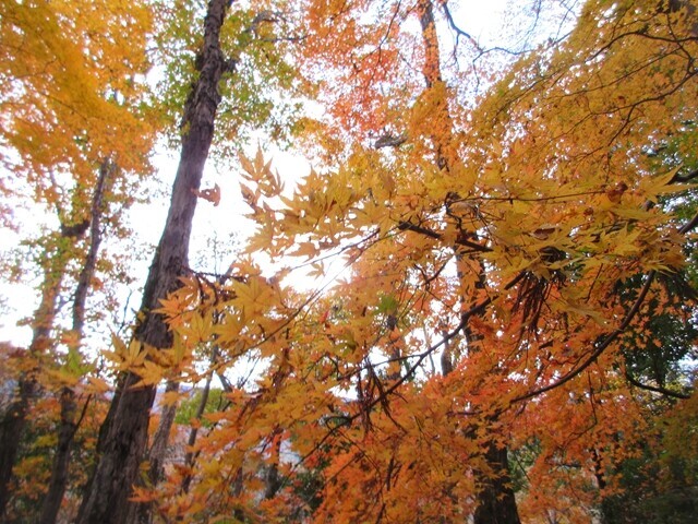 毛無山登山ルート上の紅葉