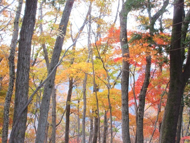 五老峰までの登山ルートの紅葉