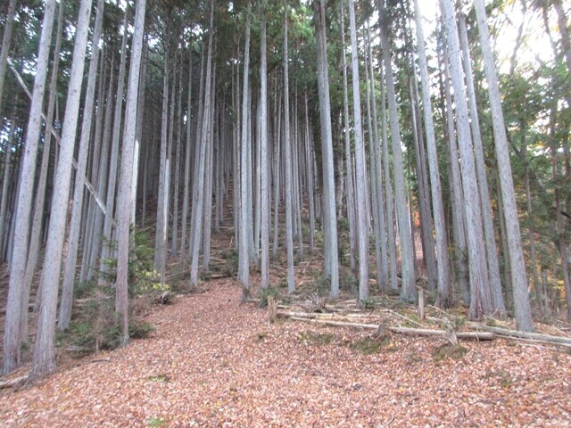 毛無山バリエーションルート