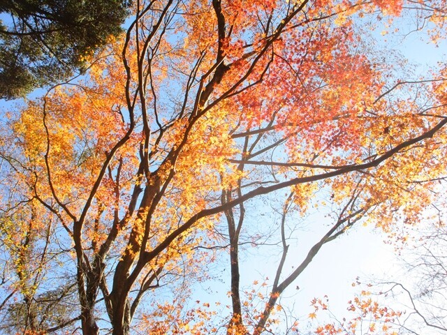 田代峠まで飽きの来ない登山を楽しんでいる様子