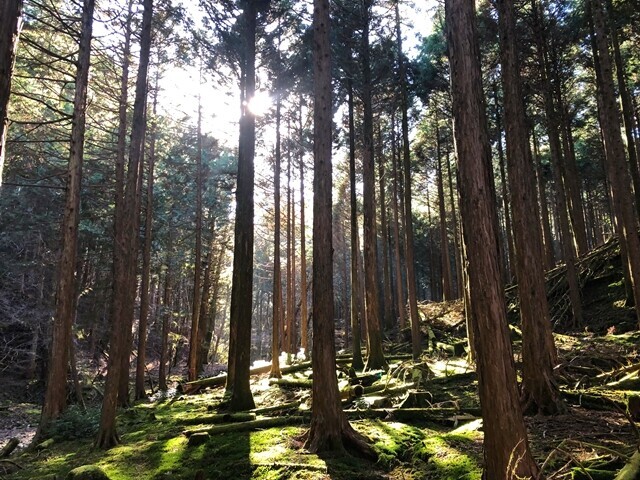 田代峠周辺の樹林帯の様子