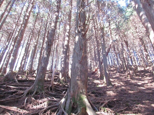 田代峠から青笹山への登山ルート