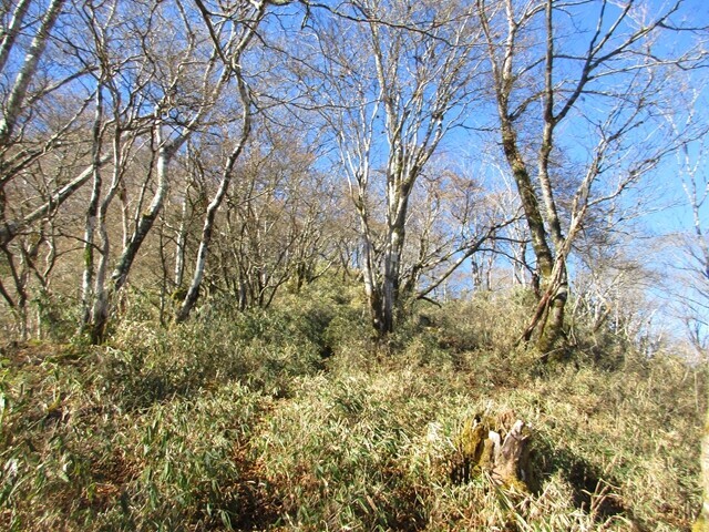青笹山の登山道の様子