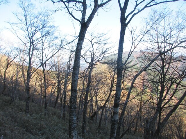 地蔵峠から月夜の段への登山ルートの笹薮の様子