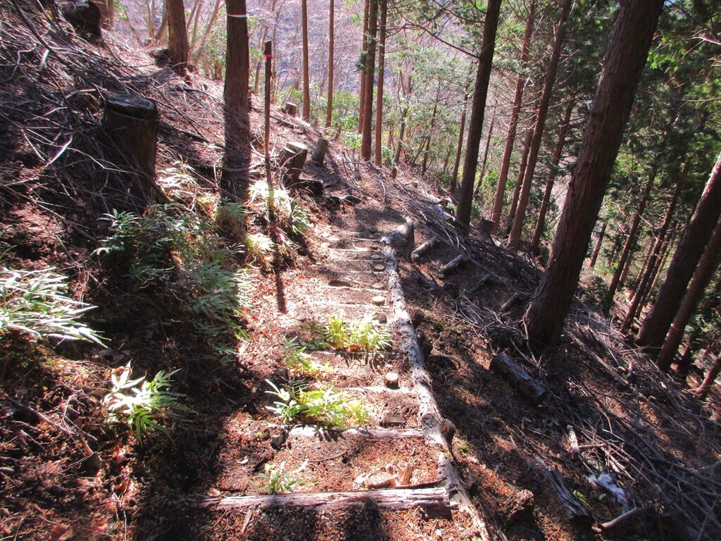 鍋割山後沢右岸コースの階段状の様子