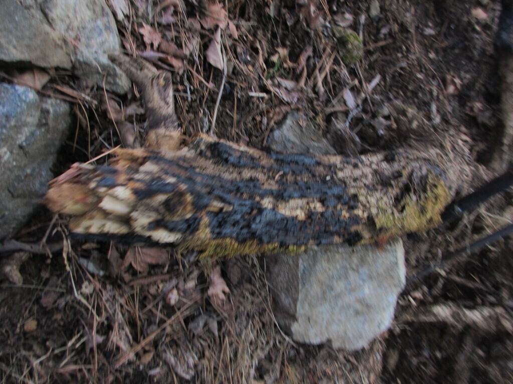 火事の後の堀山の家の現状