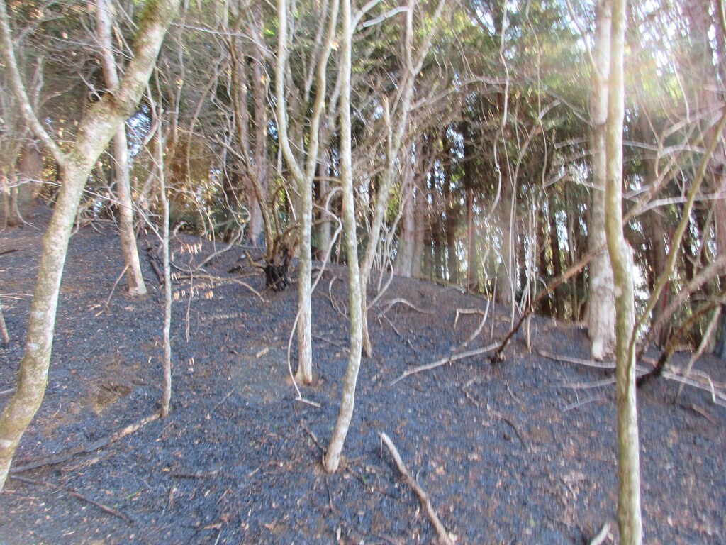 堀山の家火事で焦げた地表と木々の様子