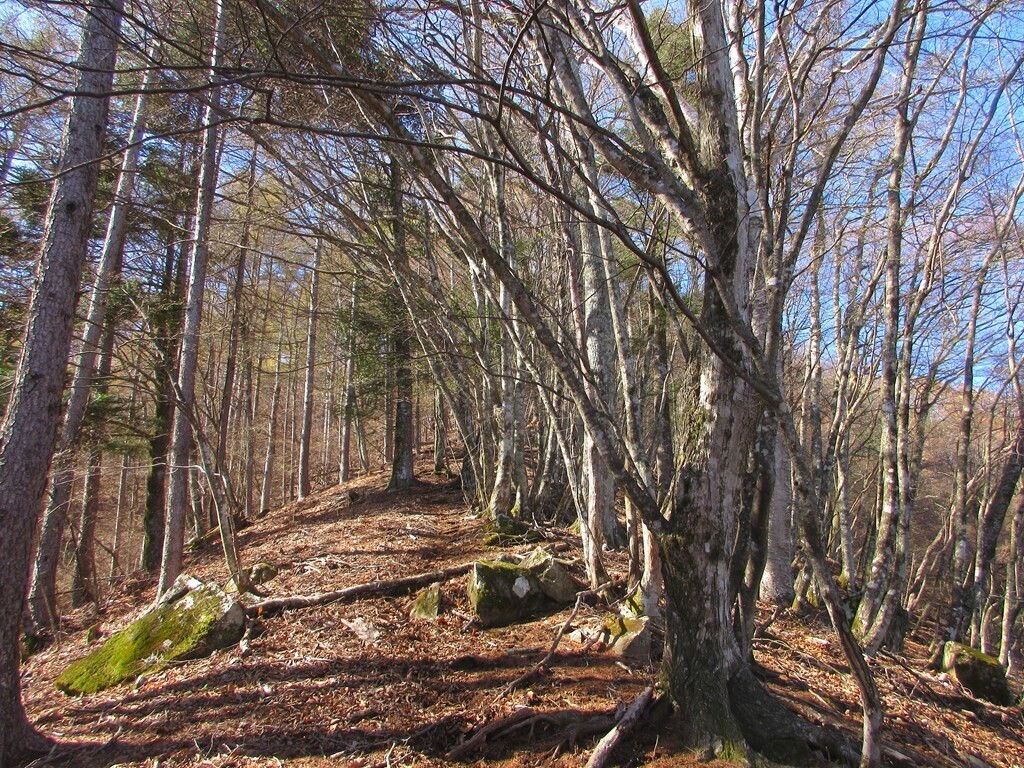 峰宮跡付近の登山ルートの様子