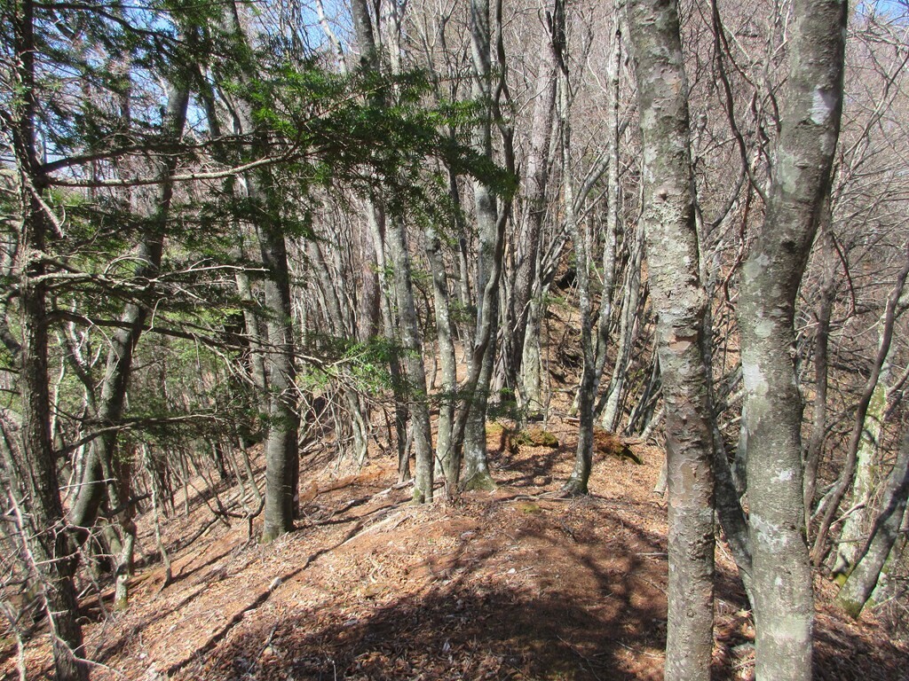 文台山登山道の枝尾根の様子