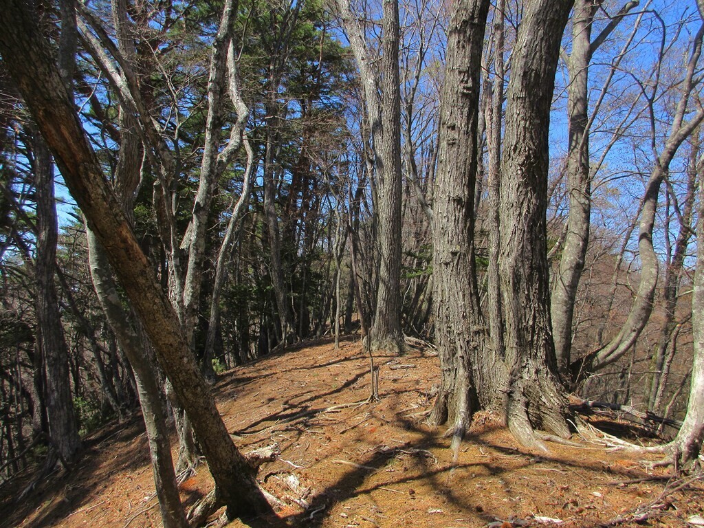 文台山への登山ルートの雰囲気