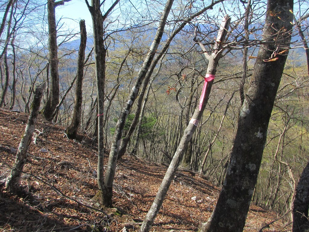 文台山から尾崎山への登山ルート