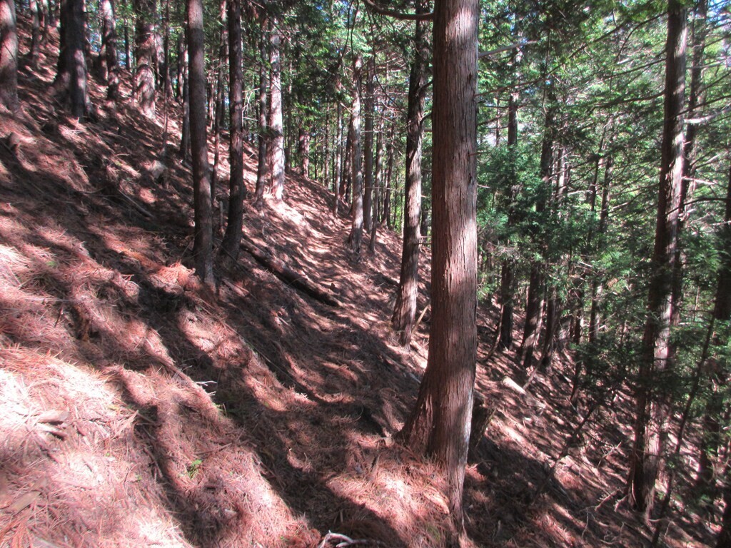 尾崎山から都留アルプスへの登山ルート