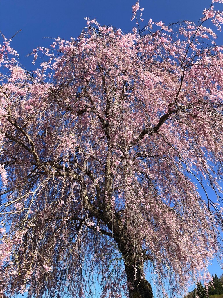 文台山の枝垂桜