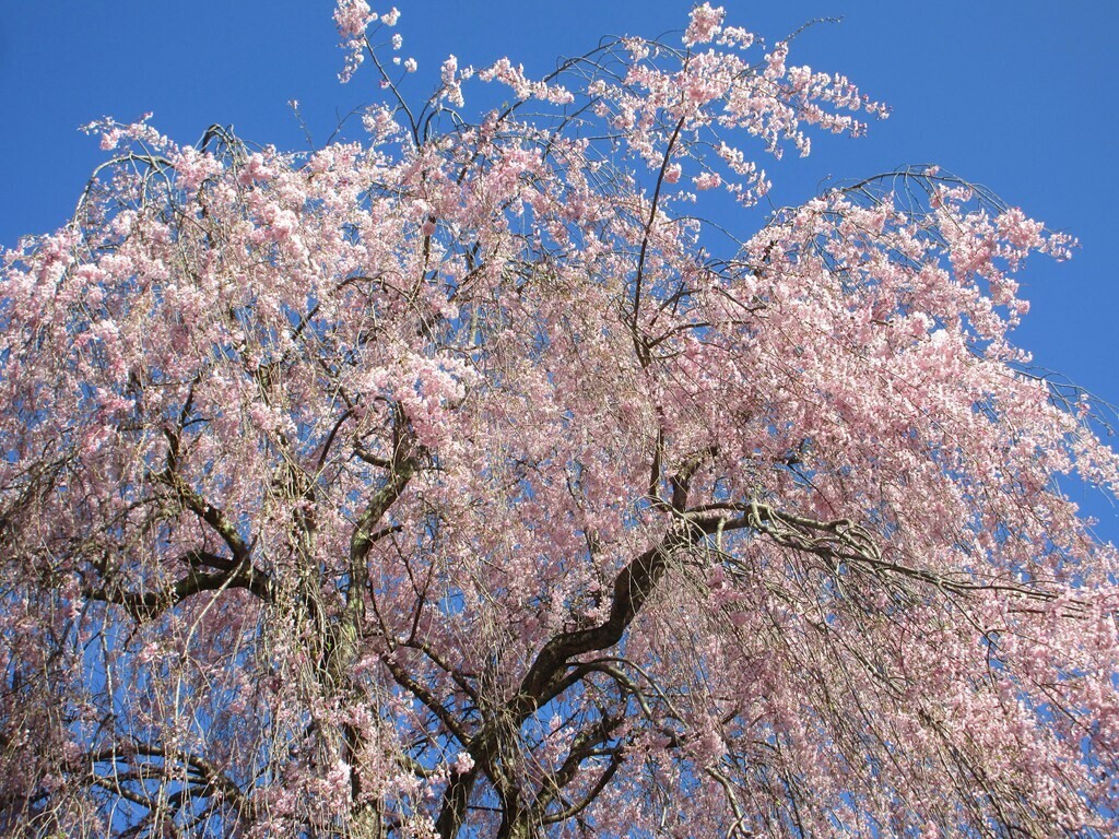 道志の桜