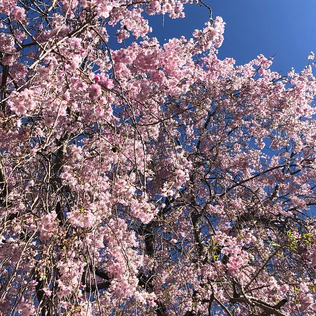 御正体山、文台山登山口の満開の桜