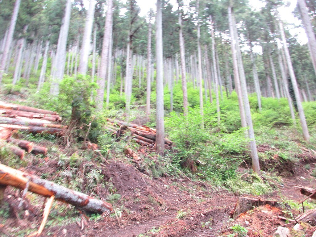 生藤山登山道の様子
