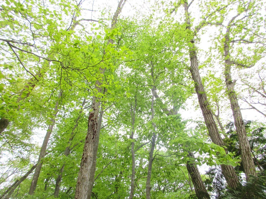生藤山から三国山へ登山の様子