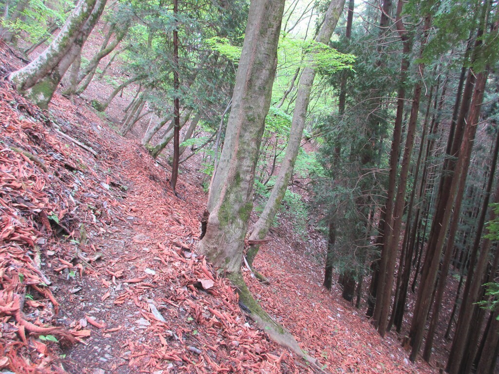 刀利神社奥の院への登山ルートの様子