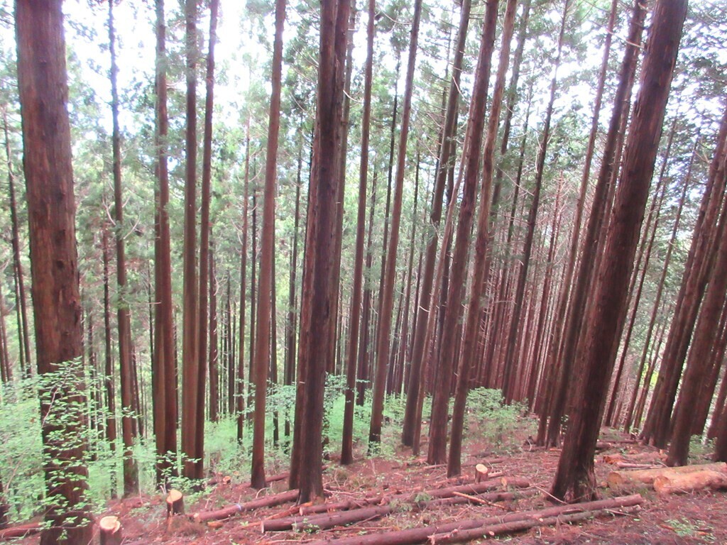 軍刀利神社奥の院周辺の杉並木