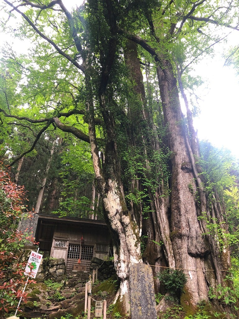 軍刀利神社奥の院のカツラの木