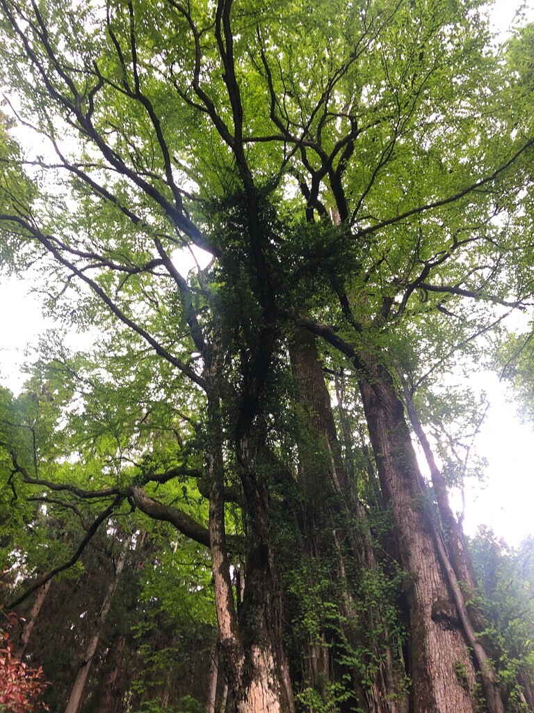 軍刀利神社奥の院のご神木