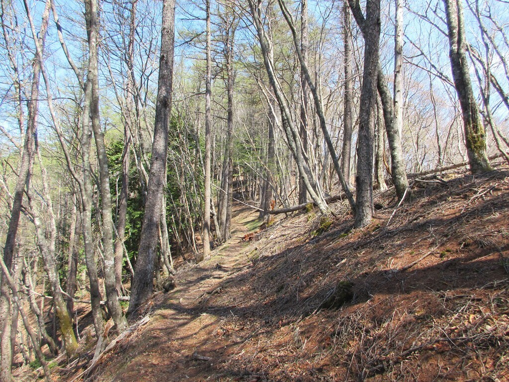 酉谷山、七跳山への登山道の様子