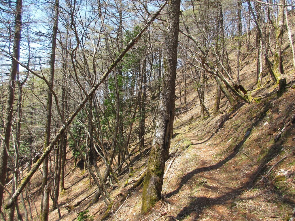 酉谷山までの登山ルートは雰囲気がよい