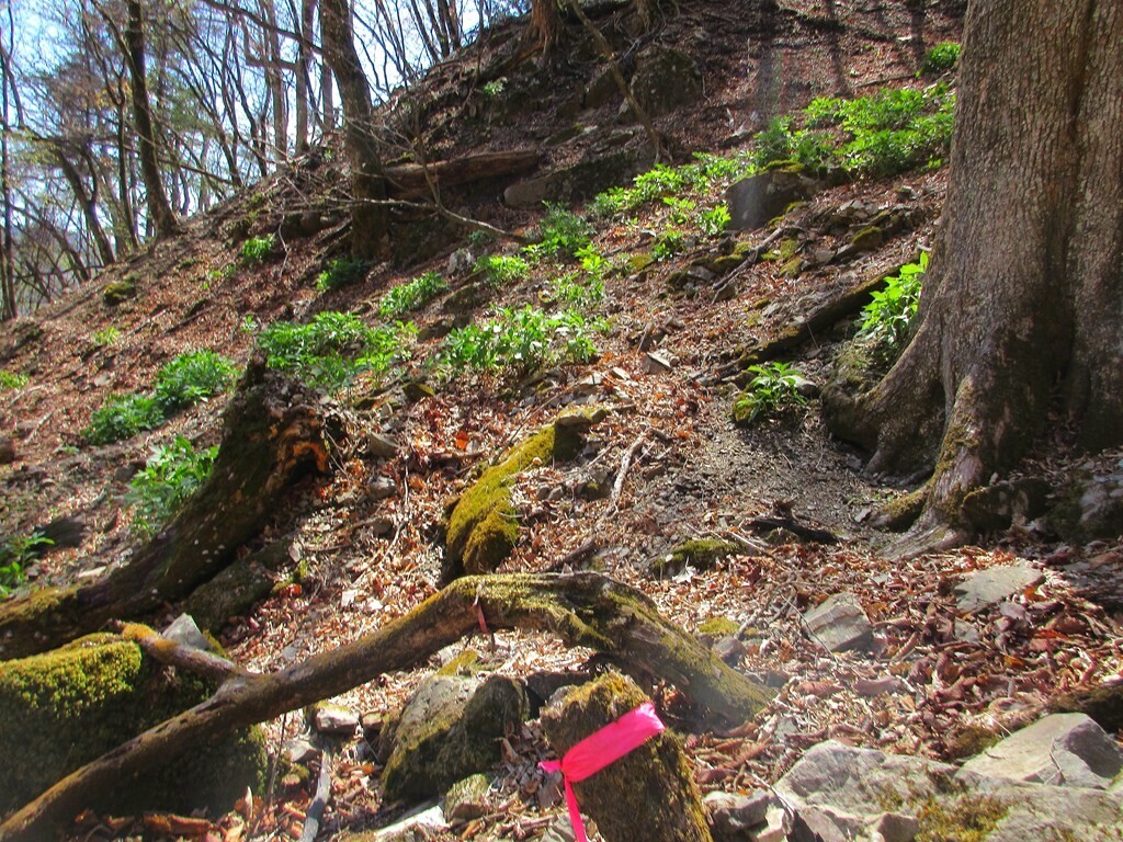 酉谷山から小川谷の登山道は廃道ルート