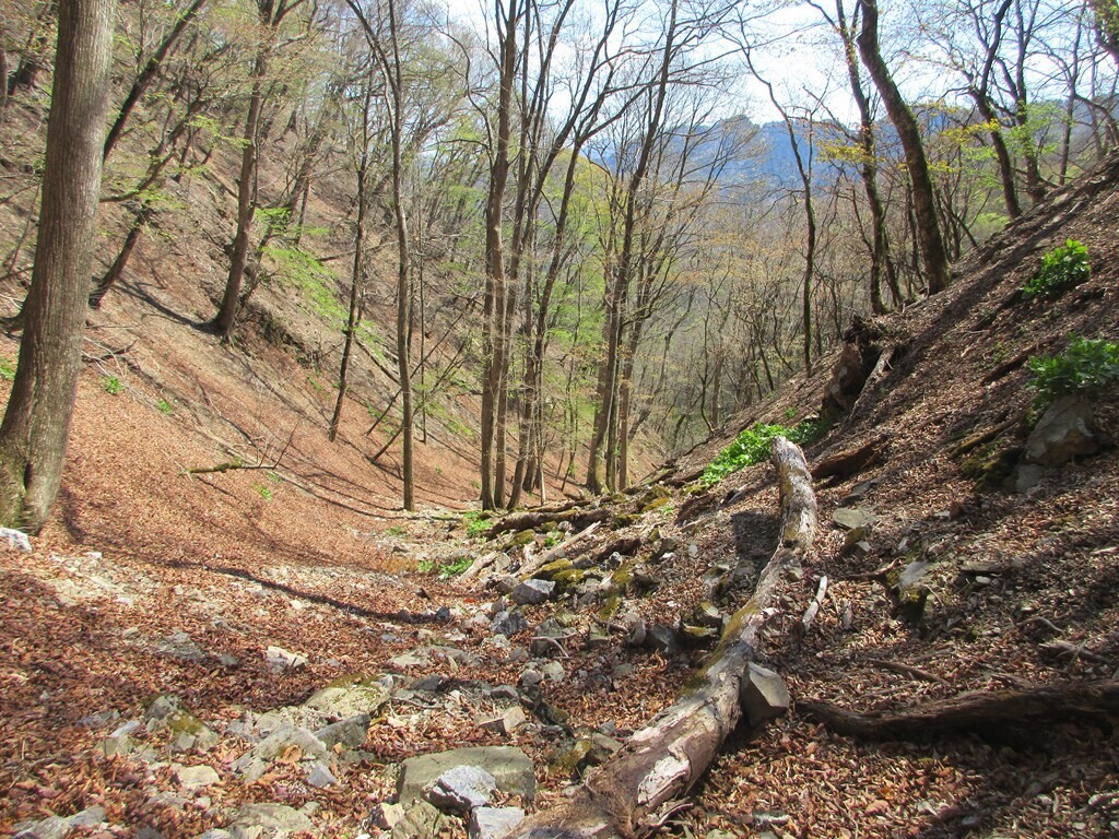 小川谷登山道の景色