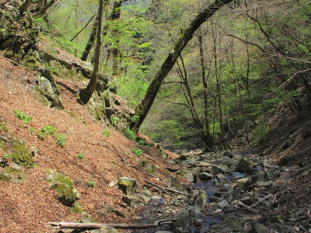 小川谷廃道ルートの沢の景色