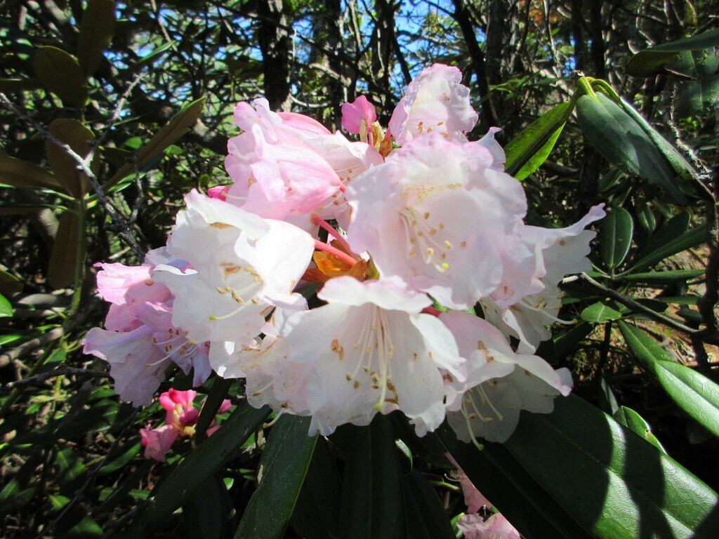 浅間山登山コース上のシャクナゲの花
