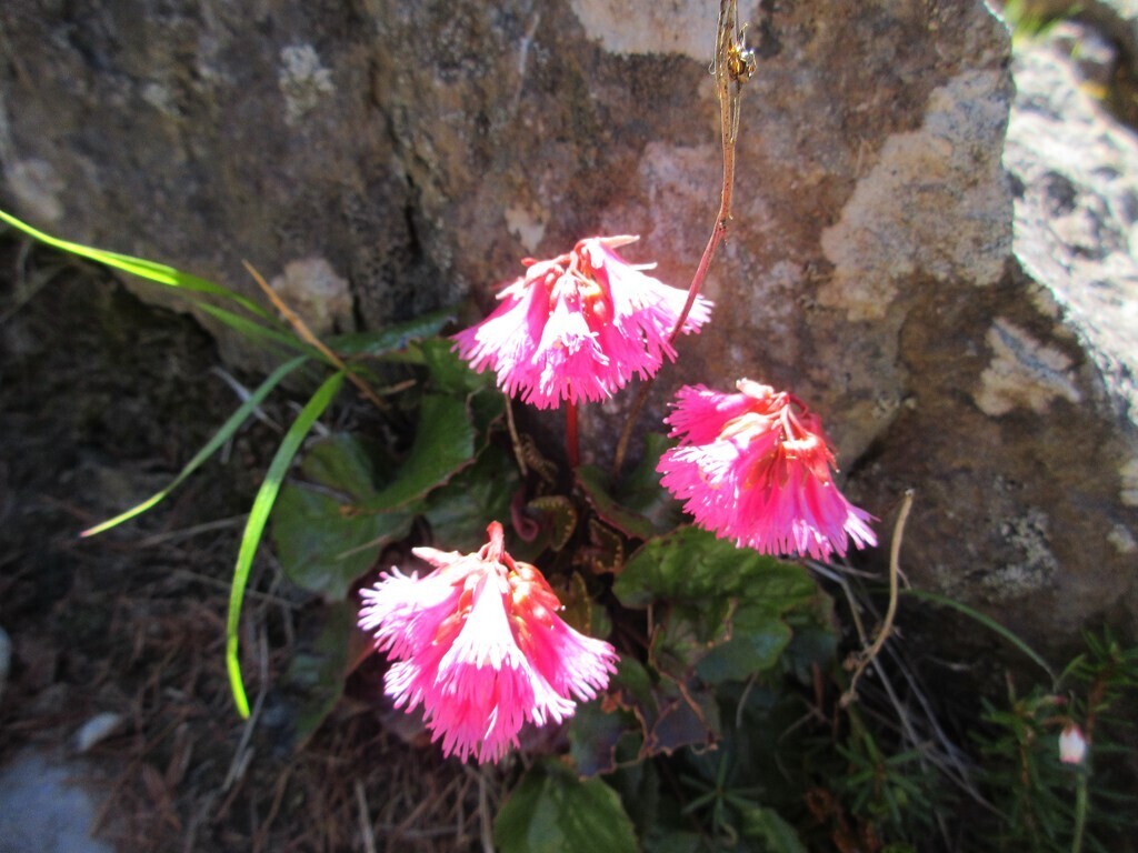 浅間山登山コース上のイワカガミの花