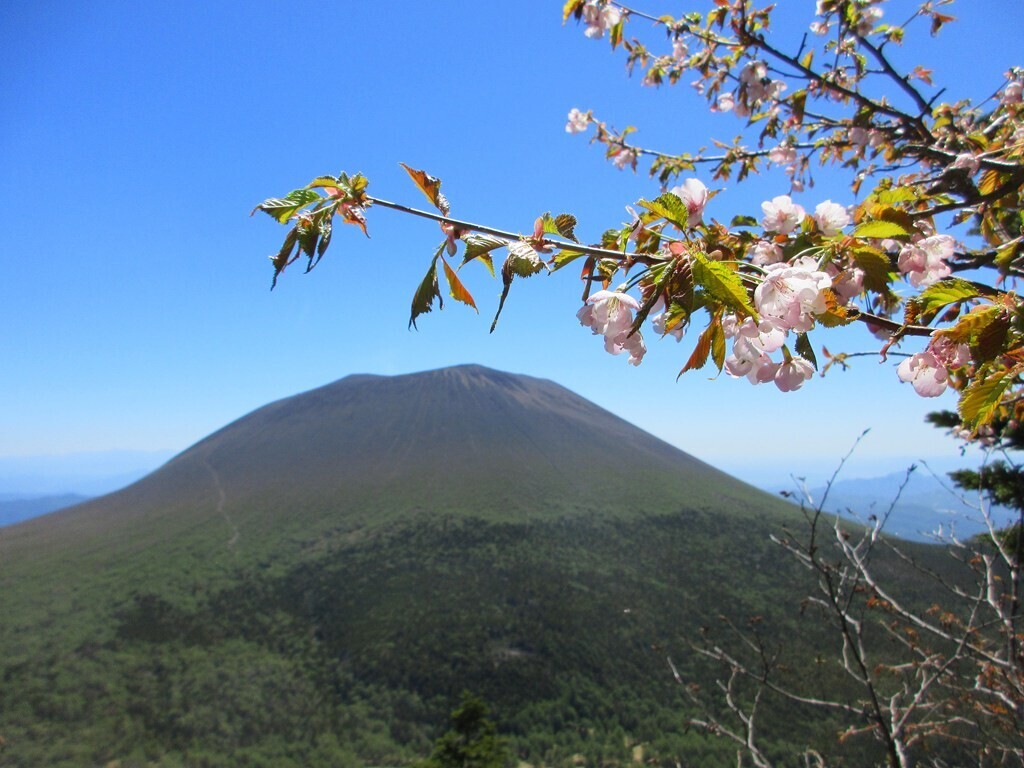 浅間山の草すべり周辺の山桜