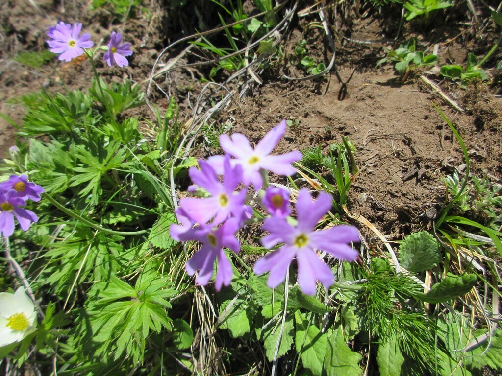 浅間山の草すべりは高山植物の宝庫