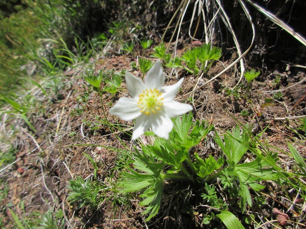 浅間山の草すべで咲いていたハクサンイチゲ