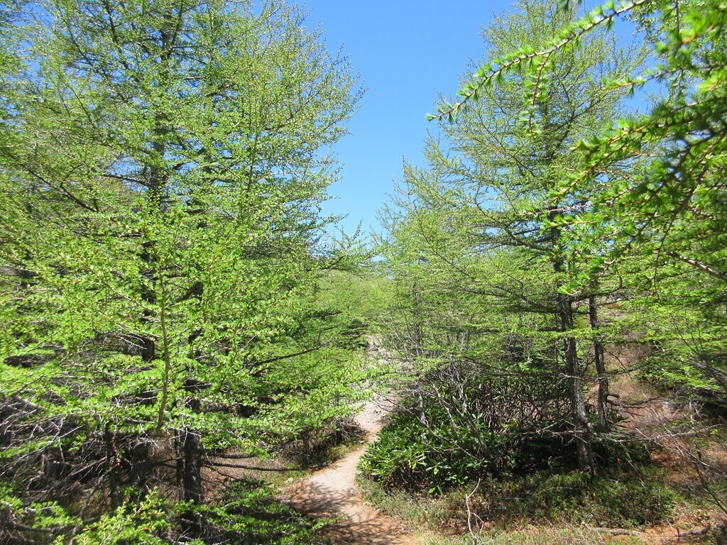 浅間山外輪山Jバンドへの登山ルート詳細