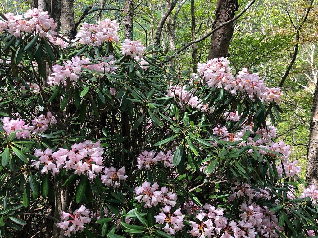 高峯山のシャクナゲの花の開花状況
