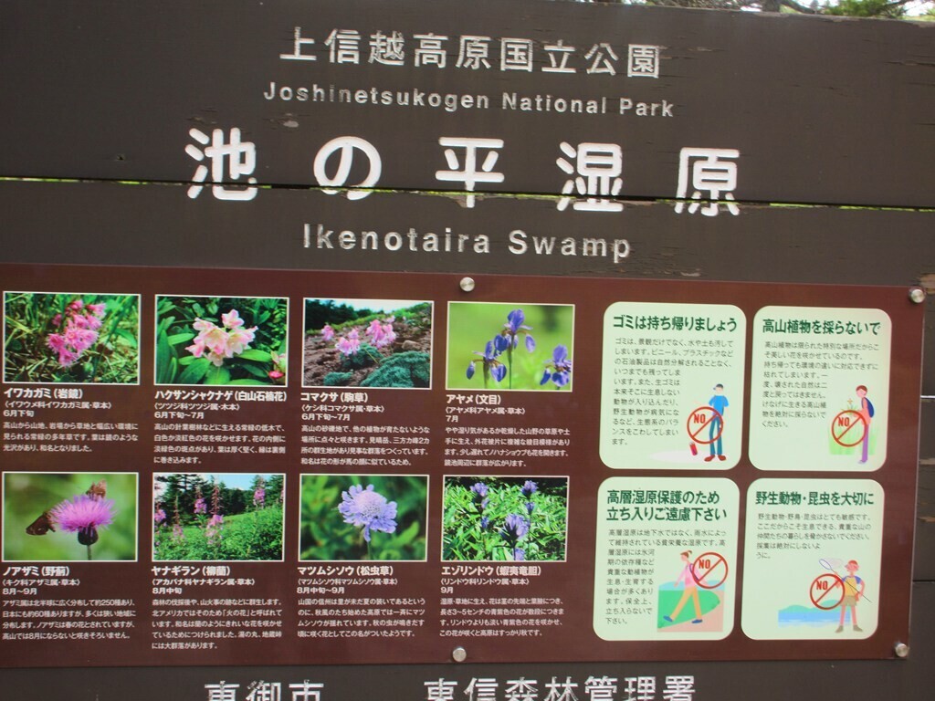 池の平湿原であったお花図鑑と開花状況