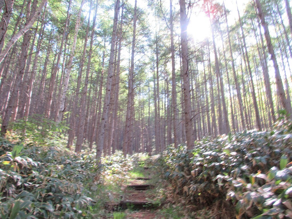 四阿山の山頂を目指して登っている様子