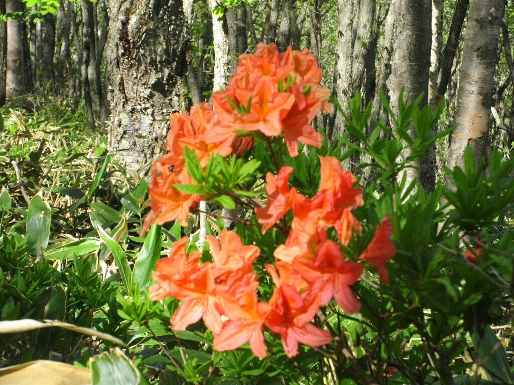 四阿山の登山ルートのツツジのお花