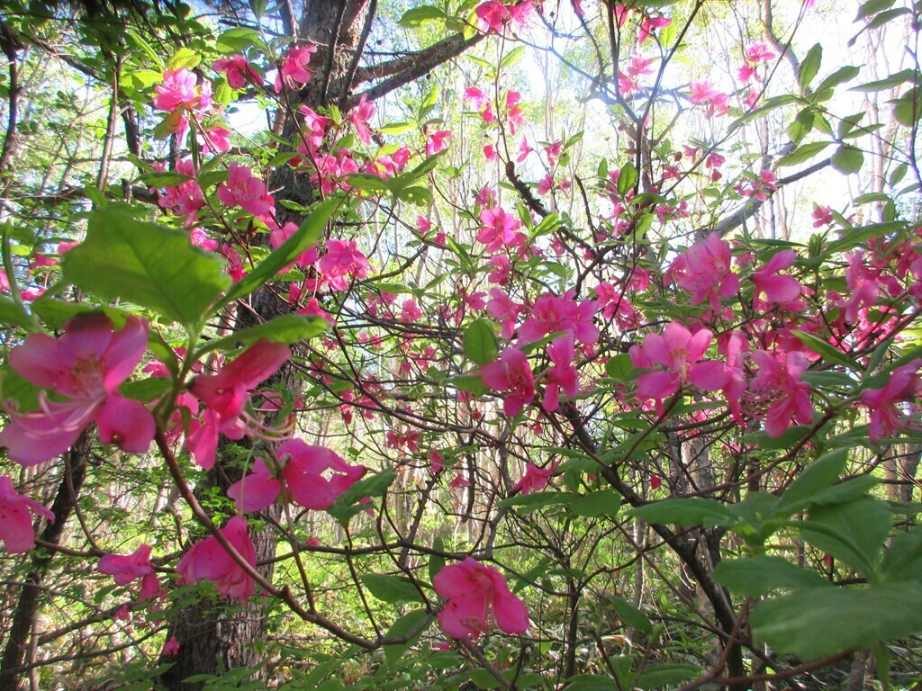 四阿山の登山道のツツジのお花開花状況