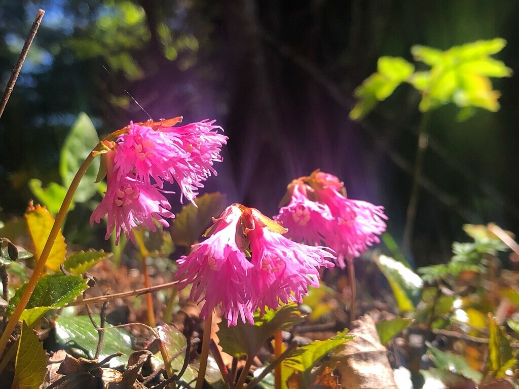 四阿山のイワカガミの花