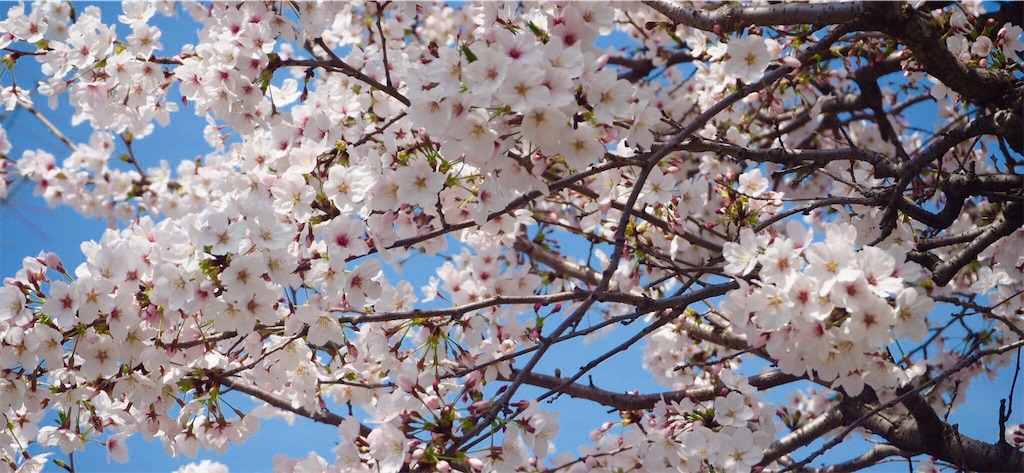 f:id:aoi-hanayama:20180330075249j:image f:id:aoi-hanayama:20180330075249j:image