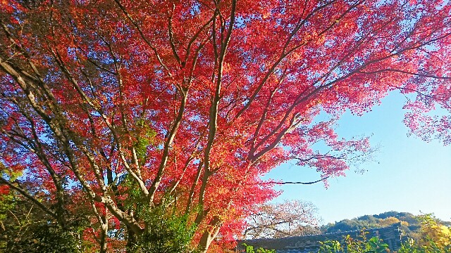 f:id:aoi-tibet:20191212175445j:image