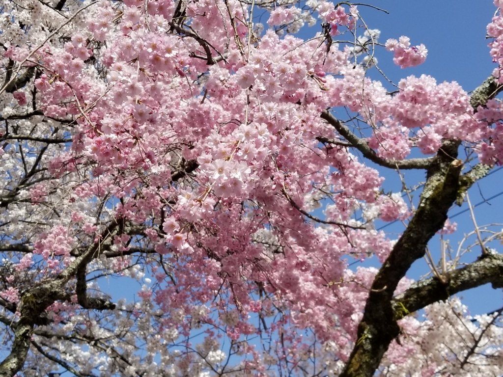 f:id:aoi0730kanon0930:20180331235436j:plain f:id:aoi0730kanon0930:20180331235436j:plain