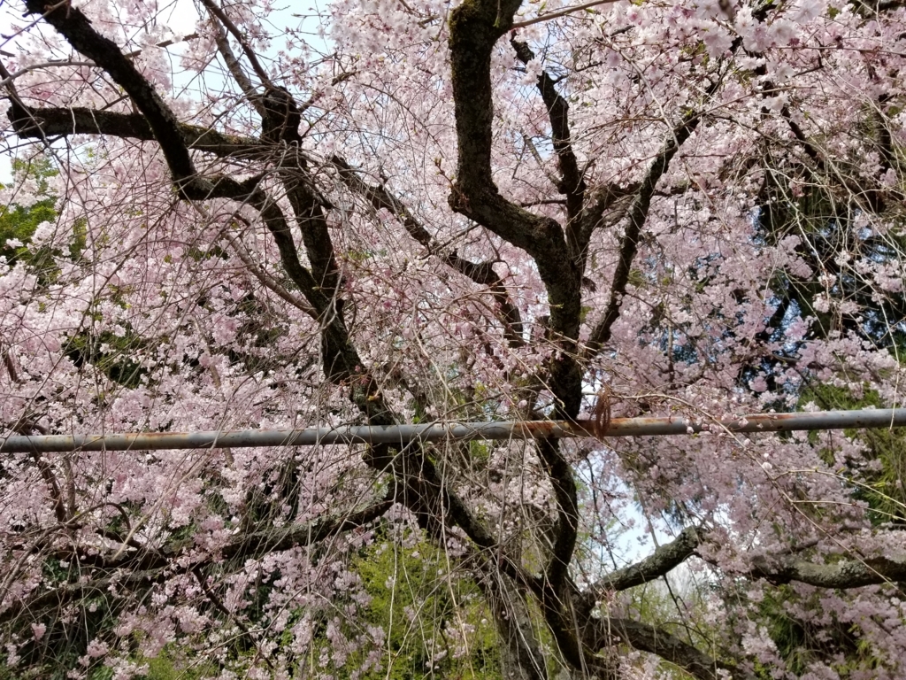 f:id:aoi0730kanon0930:20180401225218j:plain f:id:aoi0730kanon0930:20180401225218j:plain