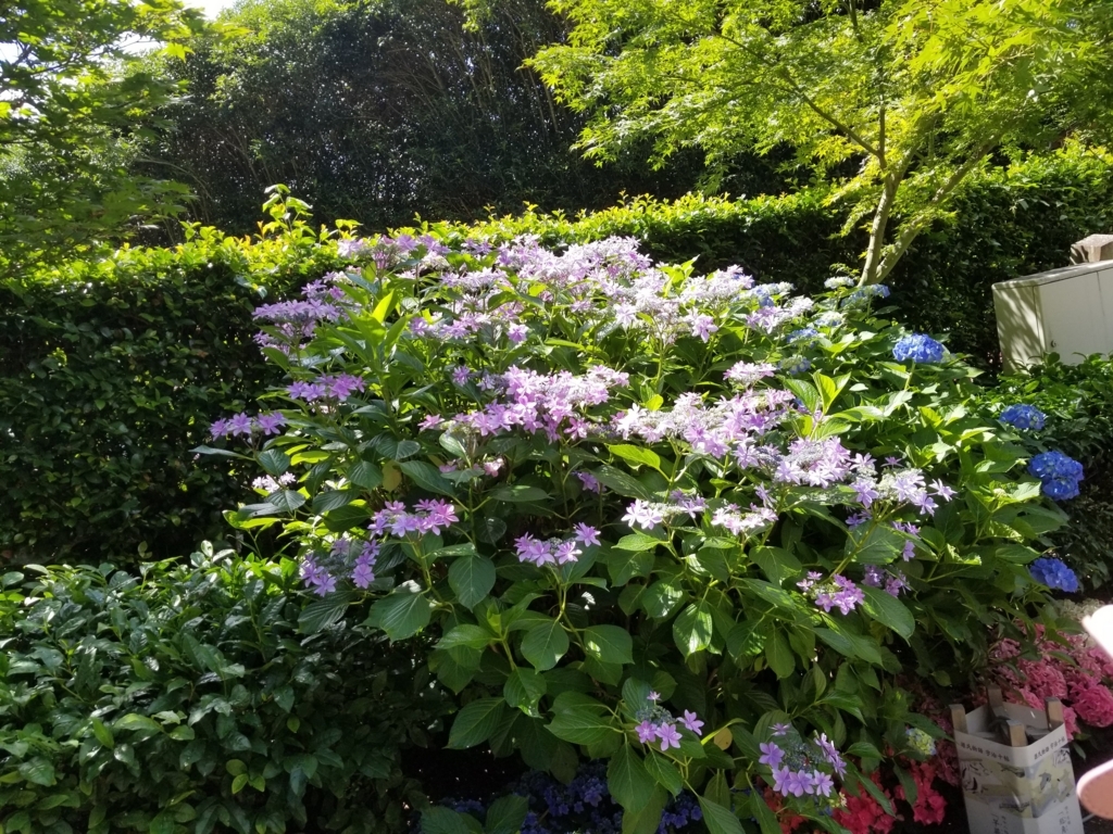 f:id:aoi0730kanon0930:20180617000857j:plain f:id:aoi0730kanon0930:20180617000857j:plain