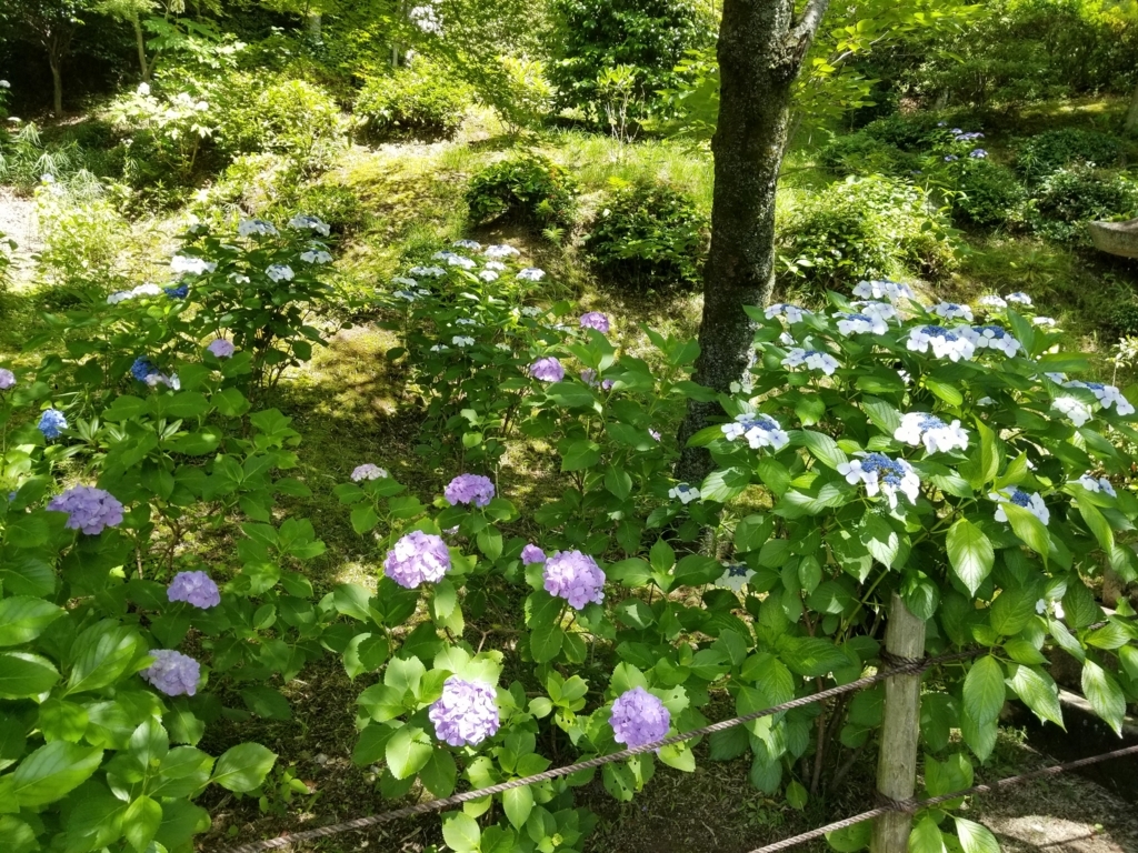 f:id:aoi0730kanon0930:20180617011859j:plain f:id:aoi0730kanon0930:20180617011859j:plain